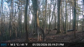 The Woods – 01/21/2026