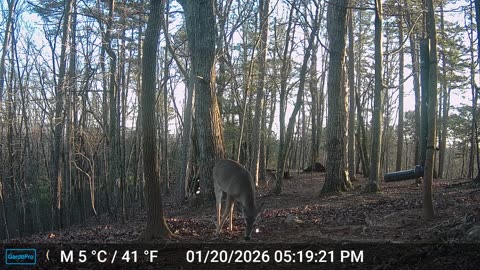 The Woods – 01/21/2026