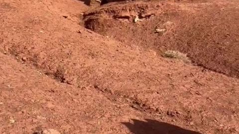 PETRIFIED GIANT MUSHROOMS