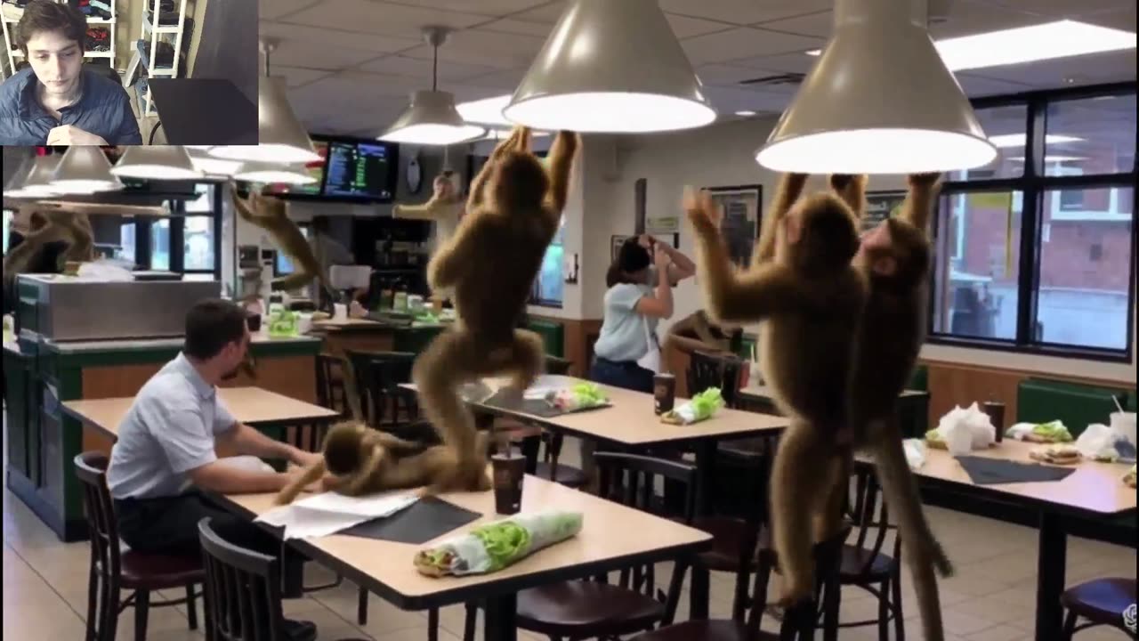 Outtake #1,051 Of Over 5 Monkeys Roam Around A Subway Restaurant Fake Funny Parody Video