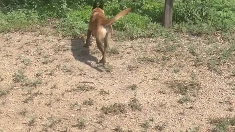 Malinois Does Climbing Tricks In Texas