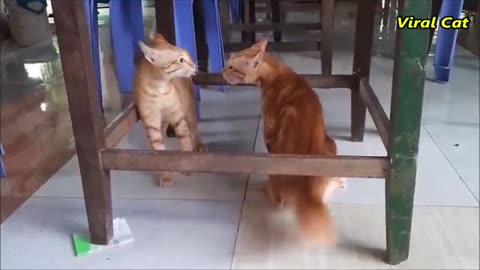 crazy cats