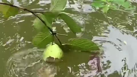 "Nature’s Surprise: Fish Eating Juicy Fruit in the Water!"
