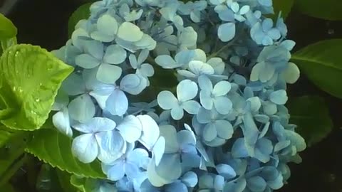 A bouquet of blue hydrangea in the flower shop, very pretty [Nature & Animals]