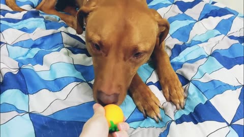 My Dog Boops