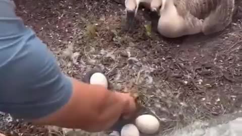 Saving The Family