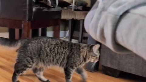 😂💨 *Toot* Startles This Cat Big Time! | FunFM