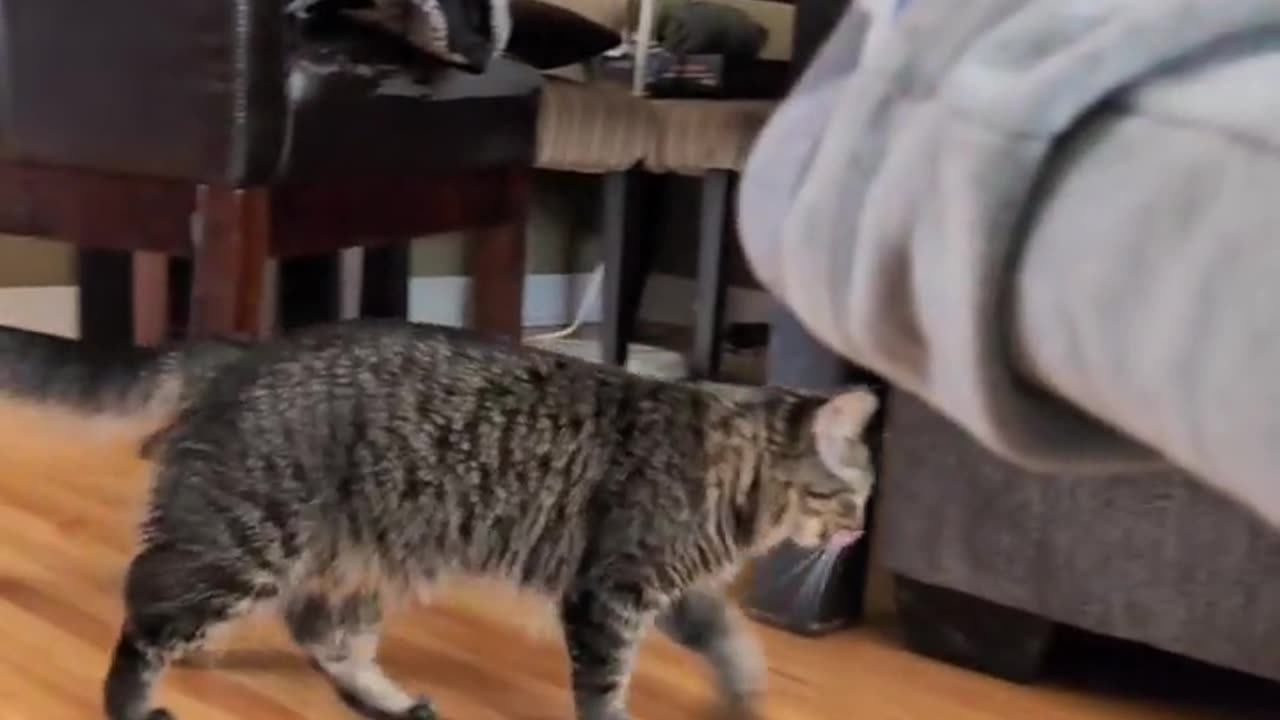 😂💨 *Toot* Startles This Cat Big Time! | FunFM
