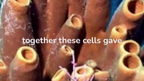 How did life Began on earth? What came first on earth as a life ? How life originated on earth