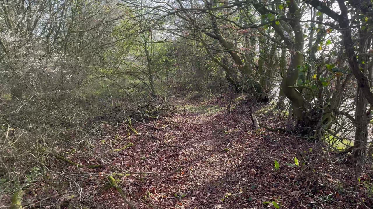 The path