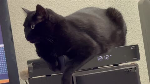 Cute Precious Piper Actively Guards the Room - Adopting a Cat from a Shelter Vlog