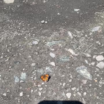 Butterfly sunning itself by the tracks