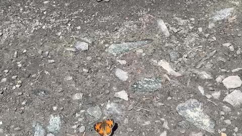 Butterfly sunning itself by the tracks