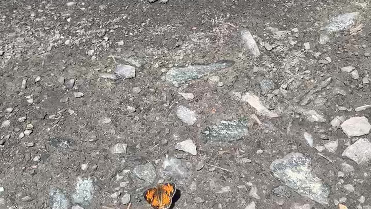 Butterfly sunning itself by the tracks
