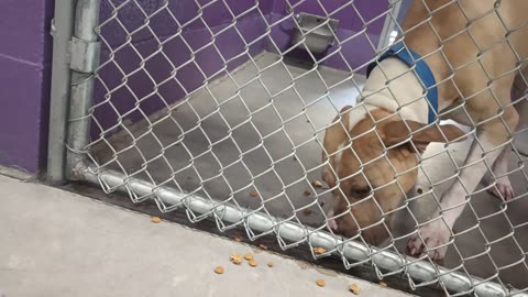 Titan 2.5y Pet Id 947131 kennel 25 HSSAZ shelter respect boundaries, no barks@me20250627_806