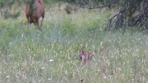 Doe comes back for her fawn