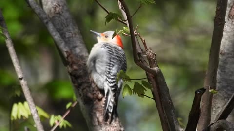 Female Red-bellied Woodpecker attacked by another Female
