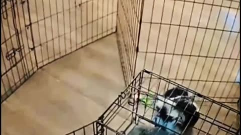😍😍😘🔥 😍💦 FUNNY Animals and pet's💕😘 😘🔥 💕😘 😍💦 💦