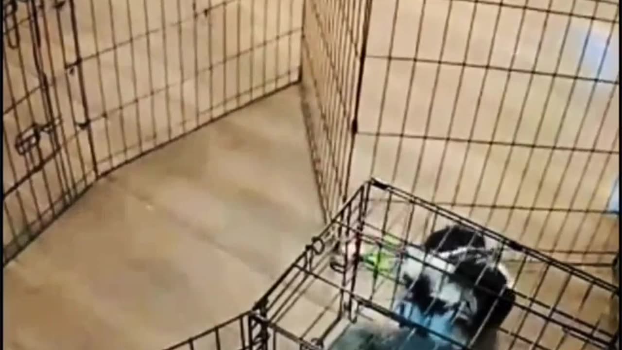 😍😍😘🔥 😍💦 FUNNY Animals and pet's💕😘 😘🔥 💕😘 😍💦 💦