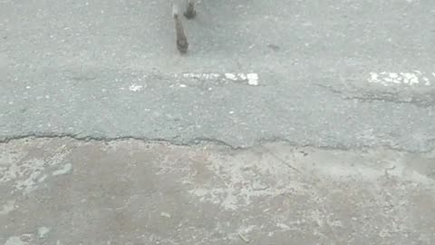 I met a dog