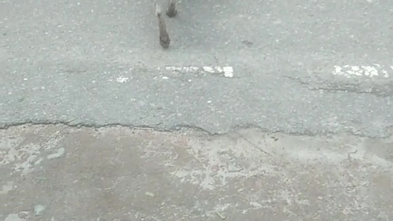 I met a dog