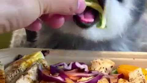 cutest small animals, tiny animals, baby animals, cute pets, adorable animals,