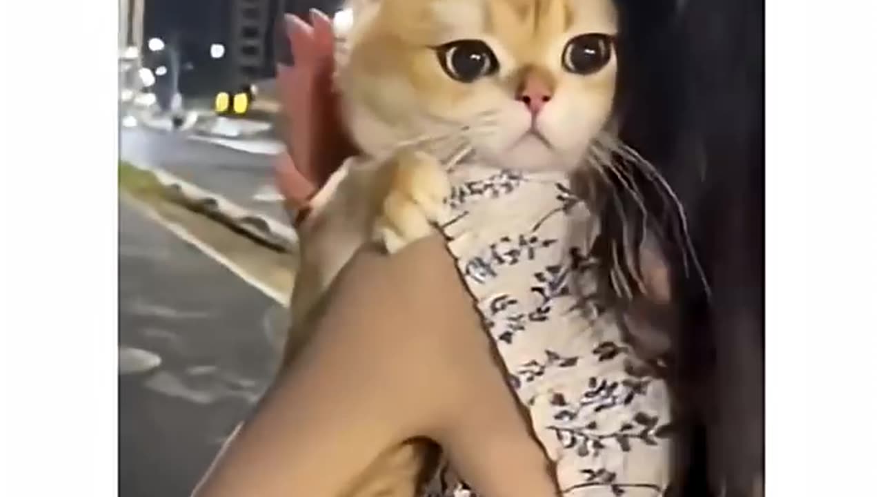 Cats Language: Hilarious Cat Talk & Cuteness! Follow & Like for More Funny Cat Shorts