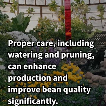 How Long Does It Take for Coffee Plants to Produce Beans?