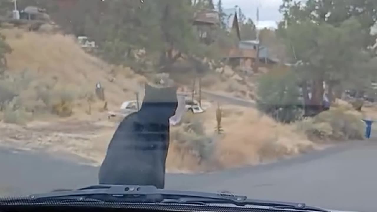 Cat taxi