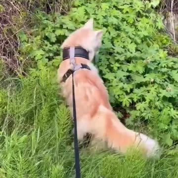 Maine Coon Pasha is hunting something, he is scared when the car is moving for now