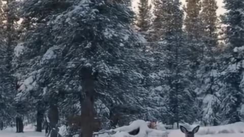 Abominable Snowman Vlogging About Ice