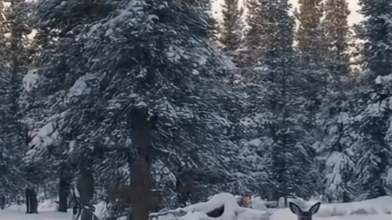 Abominable Snowman Vlogging About Ice