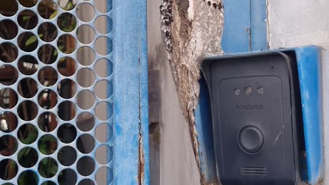 Potoo Bird Meditates On Residential Entrance Gate