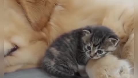 poor little kitten sad story