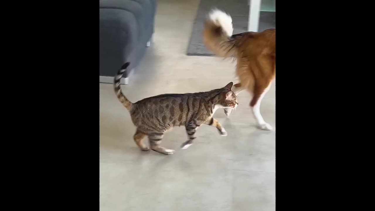 Dog & Cat Morning Routines — Cute, Chaotic, and Relatable ☀️🐶🐱