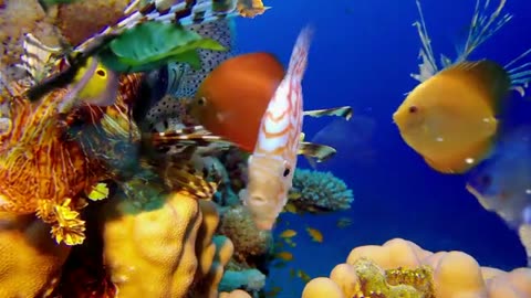 4k fish tropical hd