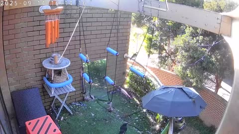 😂🐦 Birdbrained PeeWee | FunFM
