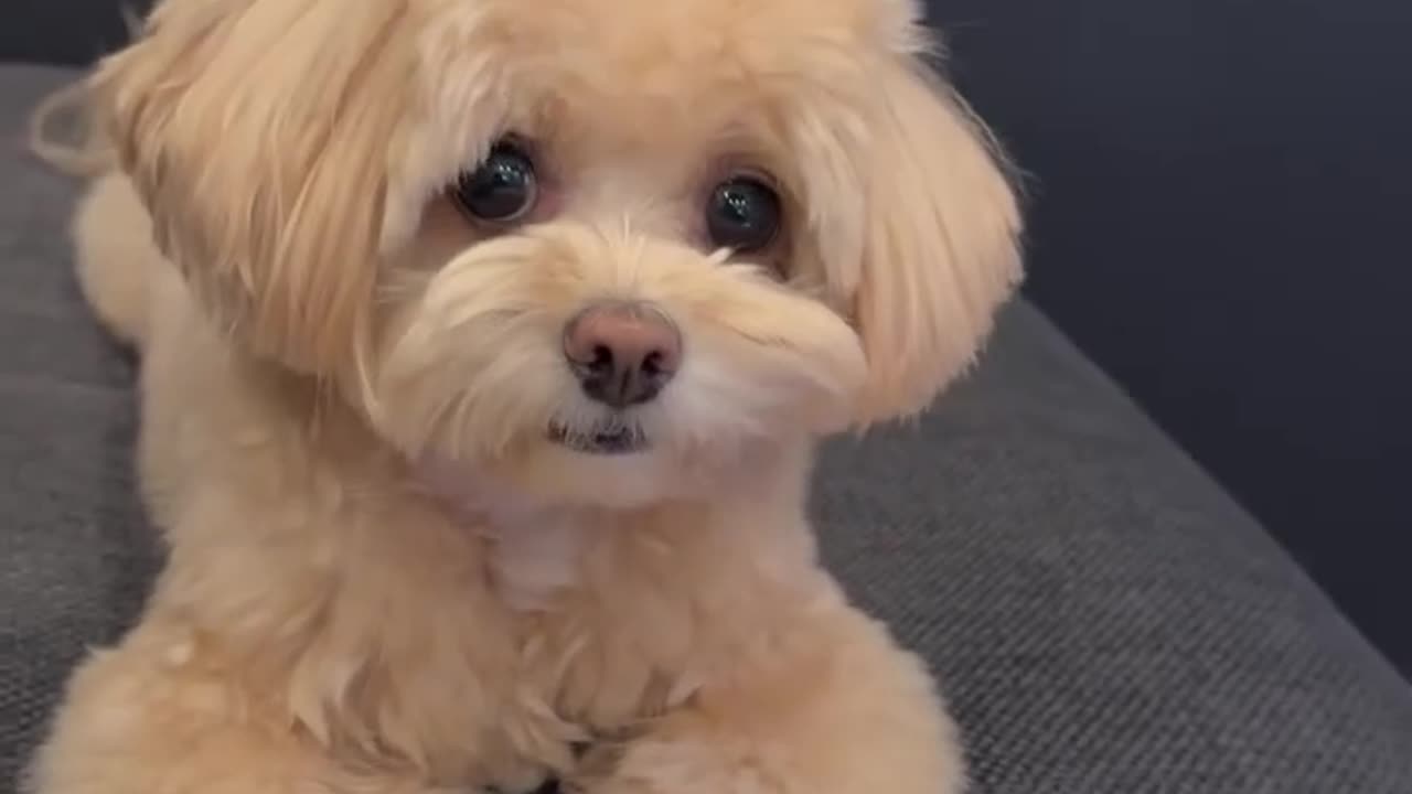 This Maltese Puppy Is Too Cute to Be Real 😍🐶