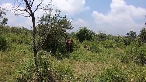 The most wonderful scenes of animal hunting by lions