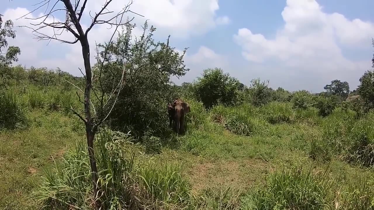 The most wonderful scenes of animal hunting by lions