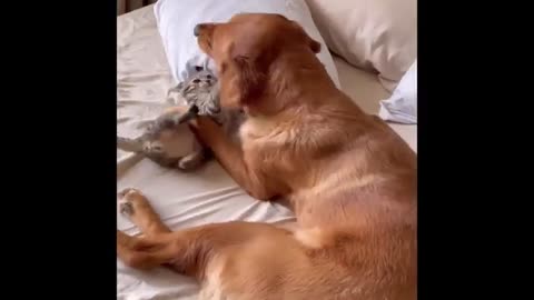 Funny animals videos 😂 funniest cats and dogs 2025😂😂😂