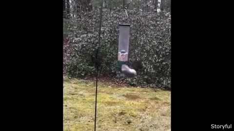 Funniest animal video