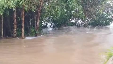 Shocking! Rare River Dolphin Spotted on Road After Massive Flood
