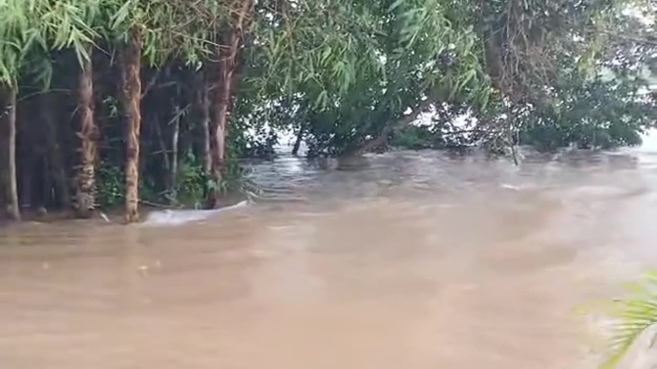 Shocking! Rare River Dolphin Spotted on Road After Massive Flood