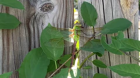 Eye of Sauron Dragonfly part 2 Different Angle