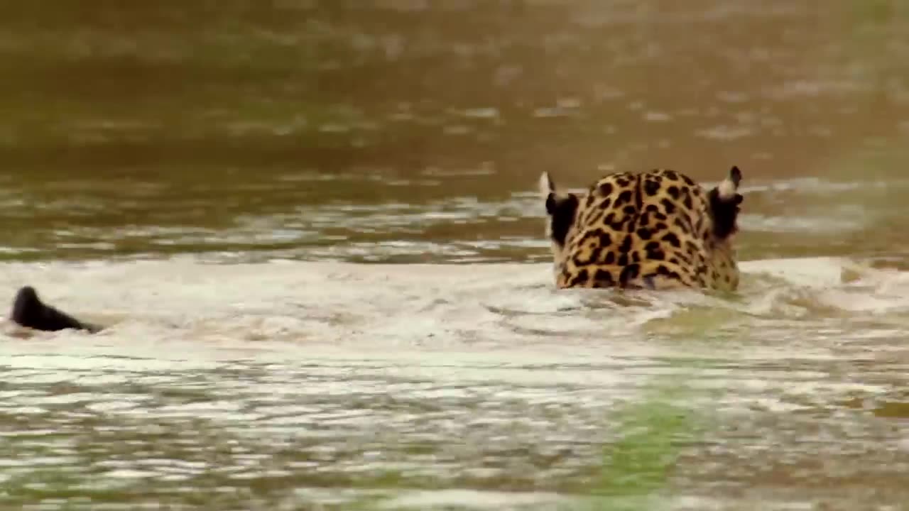 Animal Predators Watch Killer Predators Hunt Their Prey A9E