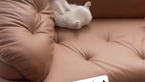Funny animals ep.1