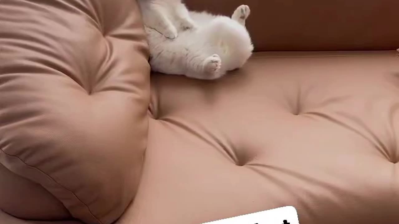 Funny animals ep.1