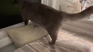 The Kiffness Cat