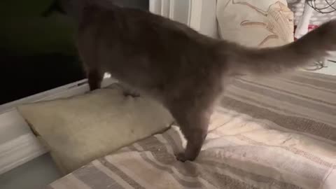 The Kiffness Cat